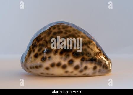 Tiger Cowrie Shell. Cyprea Tigre Linne. Pacifique Seashell Banque D'Images