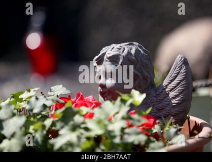 24 avril 2020, Rhénanie-du-Nord-Westphalie, Duisburg: Des roses fraîches se trouvent devant un ange funéraire au mémorial de Loveparade. Le procès de Loveparade peut être suspendu en raison de la pandémie de Corona et du fait que le statut des limitations ne peut être respecté. Photo : Roland Weihrauch/dpa Banque D'Images