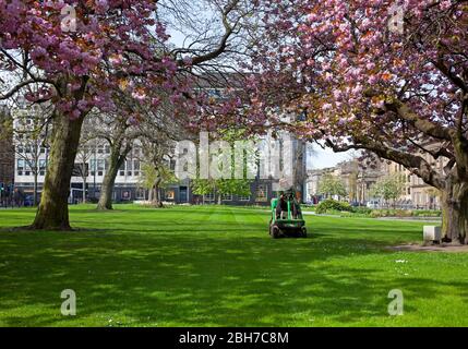 Centre-ville d'Edimbourg, Ecosse, Royaume-Uni. 24 avril. 2020. A la fin de la quatrième semaine de l'éclusage de Coronavirus, il y avait un centre-ville exceptionnellement calme avec très peu de véhicules ou de piétons autour des monuments de la capitale écossaise qui seraient dans des temps normaux entourés de touristes un vendredi ensoleillé milieu de matinée avec une température de 11 degrés. Photo : jardinier qui est un travailleur essentiel sur machine à découper l'herbe dans les jardins fermés de St Andrews Square avec des fleurs magnifiques sur les arbres. Crédit: Arch White/ Alay Live News Banque D'Images