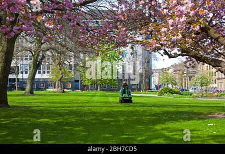 Centre-ville d'Edimbourg, Ecosse, Royaume-Uni. 24 avril. 2020. A la fin de la quatrième semaine de l'éclusage de Coronavirus, il y avait un centre-ville exceptionnellement calme avec très peu de véhicules ou de piétons autour des monuments de la capitale écossaise qui seraient dans des temps normaux entourés de touristes un vendredi ensoleillé milieu de matinée avec une température de 11 degrés. Photo : jardinier qui est un travailleur essentiel sur machine à découper l'herbe dans les jardins fermés de St Andrews Square avec des fleurs magnifiques sur les arbres. Crédit: Arch White/ Alay Live News Banque D'Images