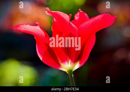 Tulipa 'doll's Minuet' viridiflora tulipes Banque D'Images