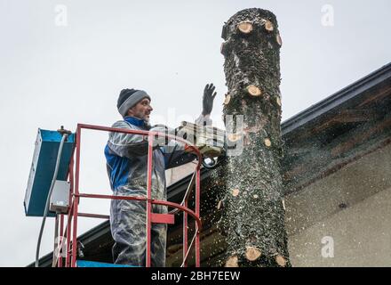 Le jardinier professionnel coupe un arbre pourri dans un jardin domestique à l'aide d'une tronçonneuse Banque D'Images