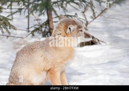 Le jeune renard de corsac est assis sur de la neige blanche. Animaux dans la faune. Animal avec fourrure douce et chaude. Banque D'Images