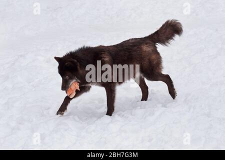 Le loup canadien noir sauvage est en train de courir avec un morceau de viande. Canis lupus pambasileus. Animaux dans la faune. Banque D'Images