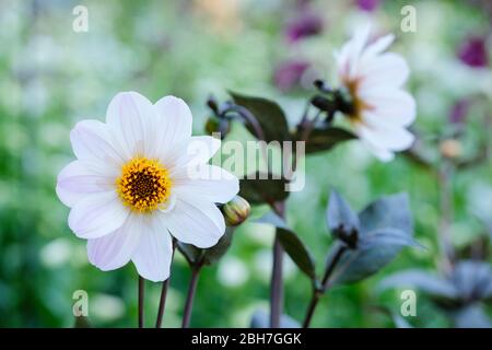 Close-up de fleurs blanches de Dahlia 'Bishop of Dover' Banque D'Images