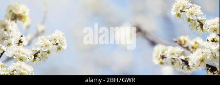 Branches de cerisier fleuri sur fond bleu ciel doux en journée ensoleillée. Magnifique arrière-plan de bannière à motif fleuri. Espace de copie au printemps. Banque D'Images