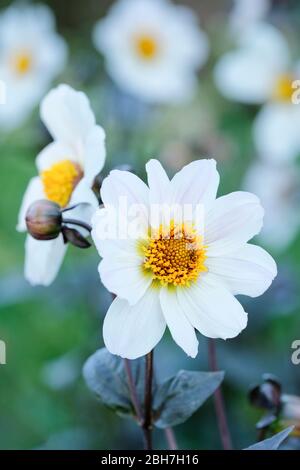 Close-up de fleurs blanches de Dahlia 'Bishop of Dover' Banque D'Images