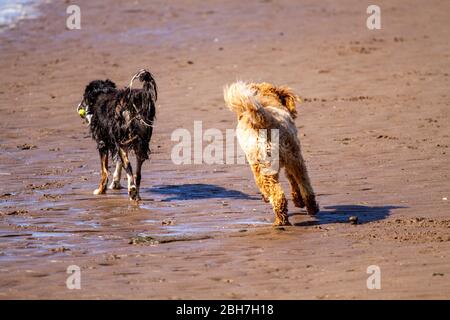 Dundee, Tayside, Écosse, Royaume-Uni. 24 avril 2020. Royaume-Uni Météo : chaude matinée ensoleillée à Dundee bien qu'un peu plus frais sur la côte avec une température maximale de 15°C. Les propriétaires de chiens exerçant leurs chiens le long de la plage Broughy Ferry pendant les restrictions de verrouillage de Coronavirus. Deux chiens (Collie noir et blanc et Labradodle australien) qui jouent ensemble sur la plage de sable. Crédit : Dundee Photographics/Alay Live News Banque D'Images