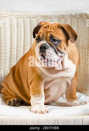 Fond clair chiot bourdog anglais poil rouge-habit avec un décor blanc sur le fauteuil Banque D'Images