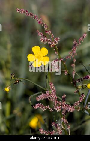 Coupe de papillons (Ranunculus acris) floraison sur le côté d'une route Banque D'Images