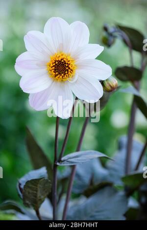 Close-up de fleurs blanches de Dahlia 'Bishop of Dover' Banque D'Images