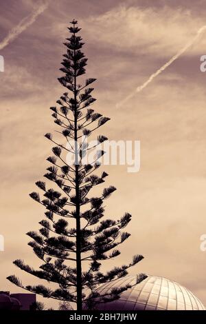 Silhouette d'arbre contre ciel nuageux en crépuscule. Arbre au coucher du soleil et au ciel avec nuages et sentiers d'avion. Banque D'Images