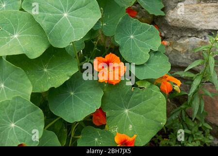 Tropaeolum majus avec fleurs orange Banque D'Images