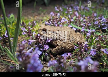 Crapaud commun aux amphibiens (bufo bufo) Banque D'Images