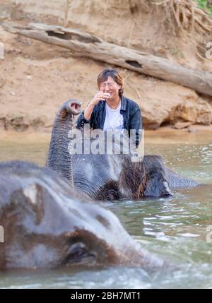 La femme thaïlandaise tour un éléphant pour prendre un bain à la rivière Kwae dans le site de camp d'éléphants de Kanchanaburi. Kanchanaburi, Thaïlande 15 février 2012 Banque D'Images