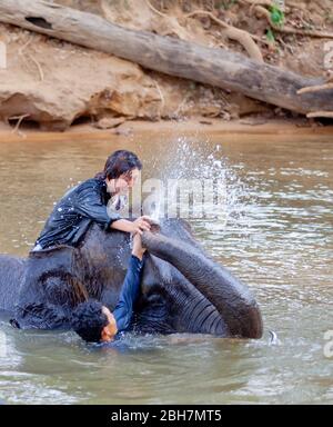 La femme thaïlandaise tour un éléphant pour prendre un bain à la rivière Kwae dans le site de camp d'éléphants de Kanchanaburi. Kanchanaburi, Thaïlande 15 février 2012 Banque D'Images