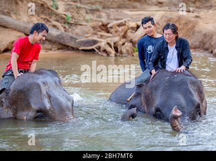 La femme thaïlandaise tour un éléphant pour prendre un bain à la rivière Kwae dans le site de camp d'éléphants de Kanchanaburi. Kanchanaburi, Thaïlande 15 février 2012 Banque D'Images