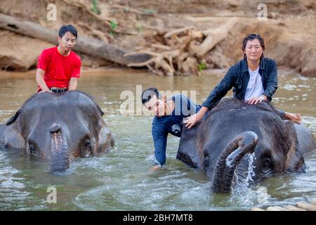 La femme thaïlandaise tour un éléphant pour prendre un bain à la rivière Kwae dans le site de camp d'éléphants de Kanchanaburi. Kanchanaburi, Thaïlande 15 février 2012 Banque D'Images