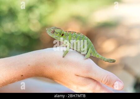 Petit caméléon à la main, Madagascar. Banque D'Images