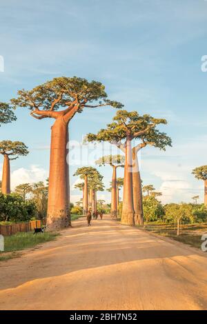 Avenue des baobabs, Madagascar Banque D'Images