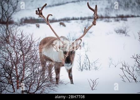 Rencerf à la recherche de nourriture sous la couverture de neige profonde dans les montagnes du comté de Finnmark dans le nord de la Norvège Banque D'Images