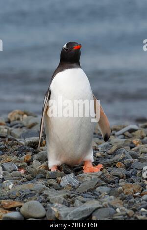 Gentoo Penguin (Pygoscelis papouasie) sur une plage en gravier, Fortuna Bay, Géorgie du Sud, Géorgie du Sud et les îles Sandwich, Antarctique Banque D'Images