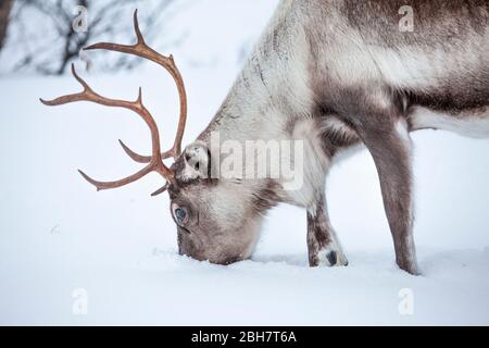 Rencerf à la recherche de nourriture sous la couverture de neige profonde dans les montagnes du comté de Finnmark dans le nord de la Norvège Banque D'Images