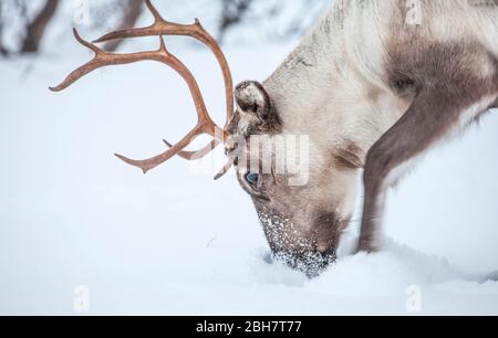 Rencerf à la recherche de nourriture sous la couverture de neige profonde dans les montagnes du comté de Finnmark dans le nord de la Norvège Banque D'Images