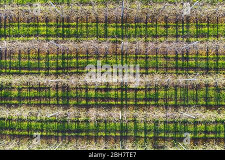 Plantation d'arbres d'Apple d'en haut, près de Gaissach, Isarwinkel, photographie de drone, Haute-Bavière, Bavière, Allemagne Banque D'Images
