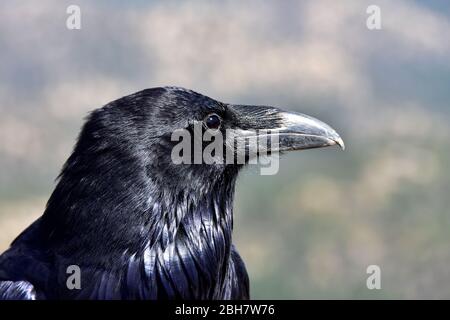 Profil d'un corbeau avec un fond bleu-vert flou. La photo a été prise au parc national de Bryce Canyon, Utah Banque D'Images