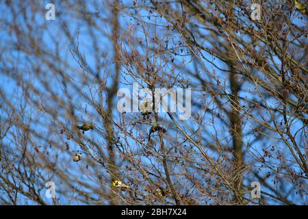 Troupeau de siskin de pin assis et manger des fruits et des graines sur l'arbre Banque D'Images
