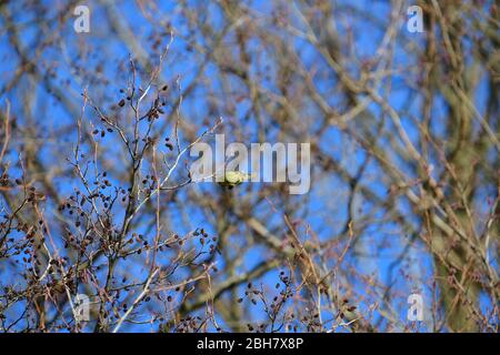 Troupeau de siskin de pin assis et manger des fruits et des graines sur l'arbre Banque D'Images