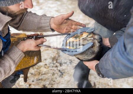 12.01.2019, Oberwiesenthal, Saxe, Allemagne - Blacksmith brûle un fer à cheval sur un hoof de cheval. 0MK190112D001CAROEX.JPG [AUTORISATION DU MODÈLE : NON, PROPRIÉTÉ REL Banque D'Images