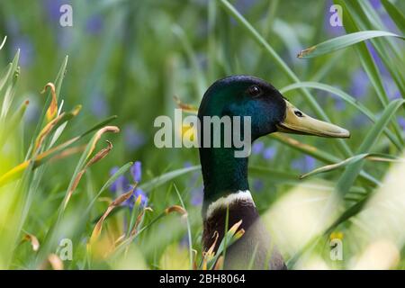 Canard Mallard drake se cachant dans l'herbe longue Banque D'Images