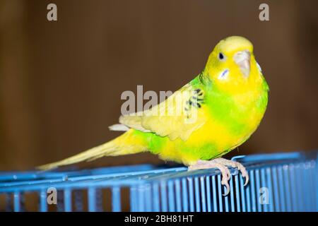 Le perroquet ondulé jaune-vert se trouve dans une cage Banque D'Images