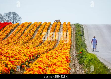 15.04.2020, Grevenbroich, Rhénanie-du-Nord-Westphalie, Allemagne - les tulipes colorées sont en fleurs dans un champ de tulipe, la femme marche le long de la mer des fleurs. Banque D'Images