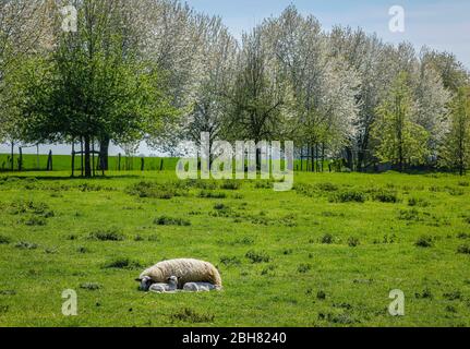 15.04.2020, Grevenbroich, Rhénanie-du-Nord-Westphalie, Allemagne - mouton avec agneaux sur un pré. 00X200415D034CAROEX.JPG [AUTORISATION DU MODÈLE : NON, AUTORISATION DE PROPRIÉTÉ Banque D'Images