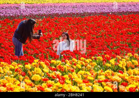 15.04.2020, Grevenbroich, Rhénanie-du-Nord-Westphalie, Allemagne - les tulipes colorées sont en fleurs dans un champ de tulipes, les jeunes femmes prennent des photos de themselve Banque D'Images