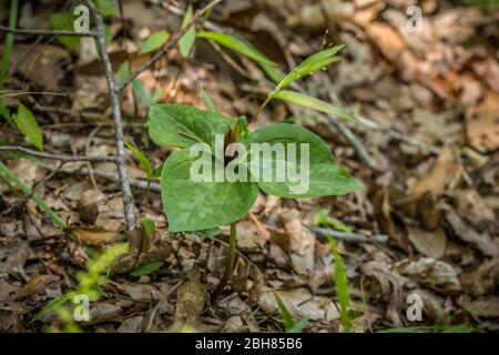 trillium sauvage en pleine floraison avec une fleur de couleur bordeaux et des feuilles marbrées qui poussent du sol de la forêt, une journée ensoleillée et brillante au début du printemps Banque D'Images