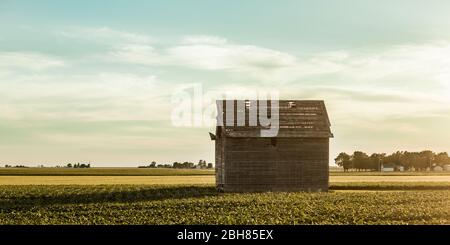 Ancienne grange en bois au milieu d'un champ de maïs sur une ferme du midwest Banque D'Images