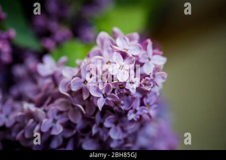 Faible profondeur de champ (mise au point sélective) et image macro avec fleurs de lilas pourpre. Banque D'Images