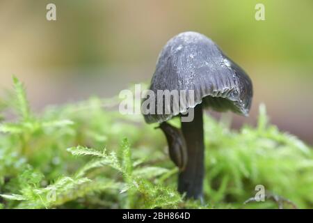 Mycena leucogala (Mycena galopus var. Nigra), connu sous le nom de bonnet à laitance ou de goutte de lait mycena Banque D'Images