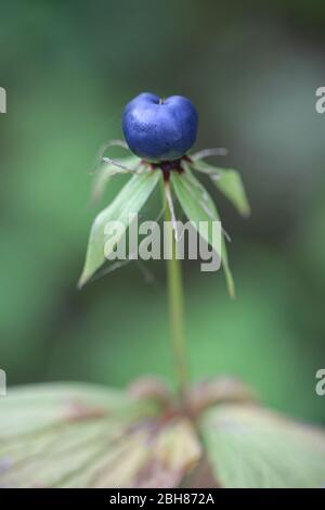 Paris quadrifolia, connue sous le nom de l'herbe-paris ou du vrai nœud d'amant, plante sauvage de Finlande Banque D'Images