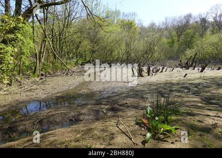 L'étang de la réserve naturelle de New Mills manque gravement d'eau en raison d'un sort sec ou d'un temps. Banque D'Images