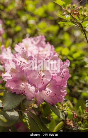 Rhododendron catawbiense America, fleurs Rhododendron, Catawba Rhododendron cultivar Banque D'Images