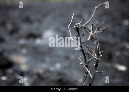 24 avril 2020, Rhénanie-du-Nord-Westphalie, Niederkrüchten: Les buissons brûlés se tiennent sur la terre noire à la suite d'un incendie. Plusieurs jours après l'éclosion d'un incendie forestier à grande échelle dans la zone frontalière germano-néerlandaise, les pompiers sont encore sur place pour lutter contre les nids d'embers. Photo: Federico Gambarini/dpa Banque D'Images