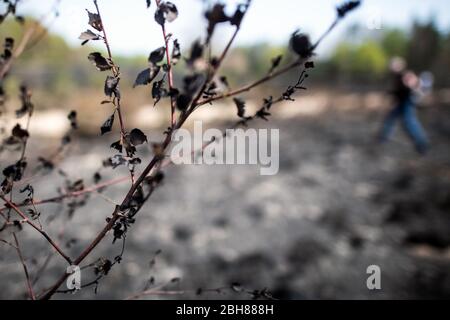 24 avril 2020, Rhénanie-du-Nord-Westphalie, Niederkrüchten: Les buissons brûlés se tiennent sur la terre noire à la suite d'un incendie. Plusieurs jours après l'éclosion d'un incendie forestier à grande échelle dans la zone frontalière germano-néerlandaise, les pompiers sont encore sur place pour lutter contre les nids d'embers. Photo: Federico Gambarini/dpa Banque D'Images