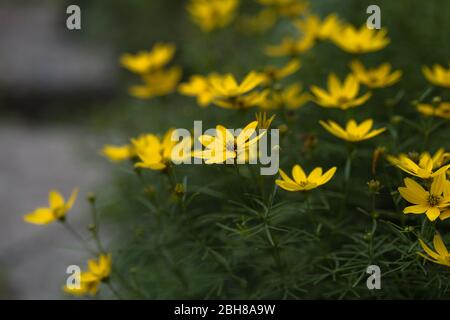 Couches de Susan à yeux noirs densément plantées ou de Rudbeckia hirta ou de Susan à yeux bruns ou de marguerite brune ou Gloriosa ou de Jérusalem dorée ou de taureau anglais Banque D'Images