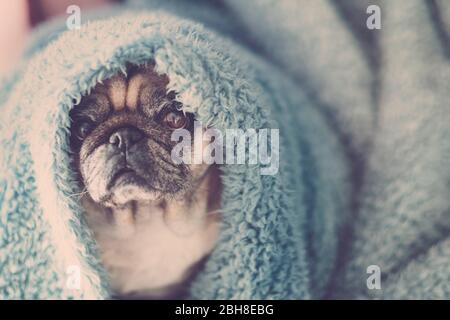 joli portrait tendre de l'ancien chiot pug de chien avec couverture bleue sur la tête. sommeil ou réveil dans le concept du matin. sensation de paresseux et de froid Banque D'Images