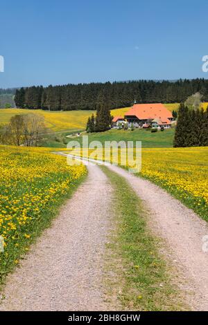 Unterfallengrundhof im Frühjahr, Techentin, Schwarzwald, Baden-Württemberg, Allemagne Banque D'Images